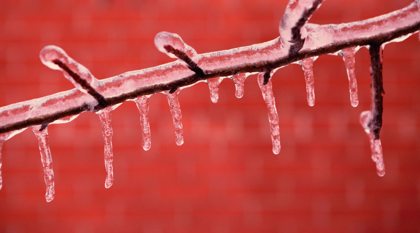 rama congelada sobre fondo de pared roja